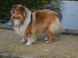 heathers hill shelties