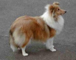 philhope shetland sheepdogs