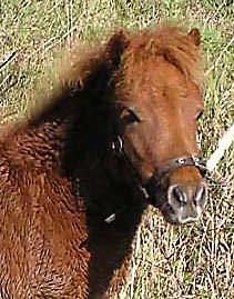 Image of our Shetland Pony Tirza